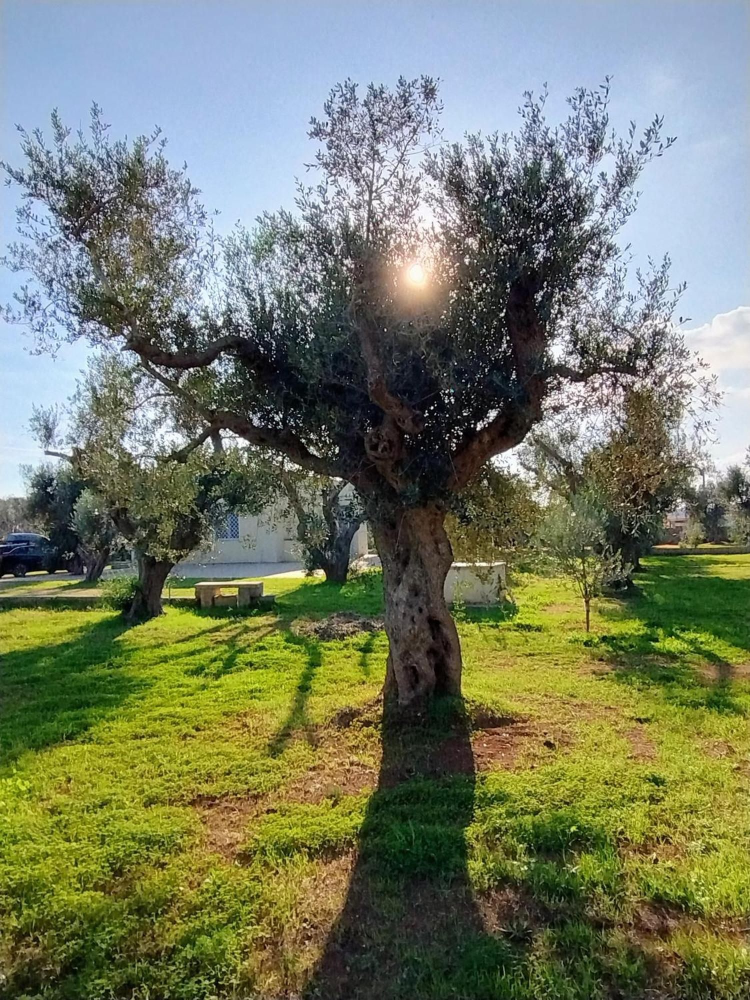 Villa Mios Muro Leccese Exteriör bild